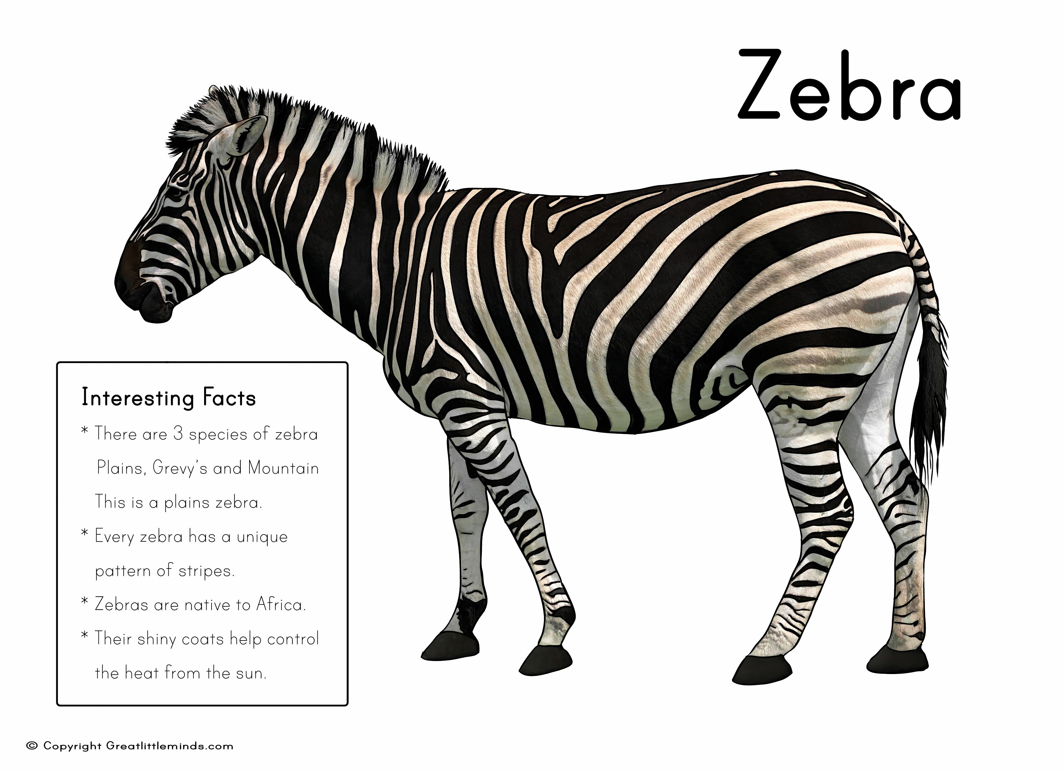 Zebra Picture Fact Box Zebra Picture Fact Box