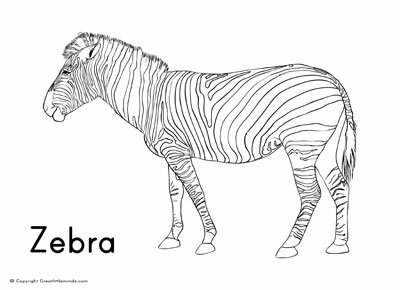 zebra