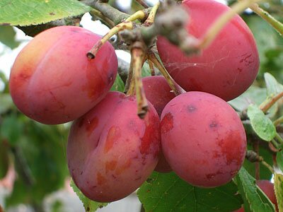 plums