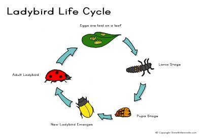 Great Little Minds: Yellow Ladybird