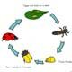 ladybird life cycle